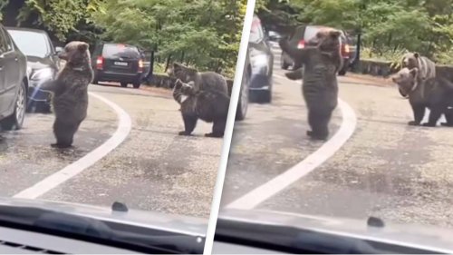 Bear High-Fives Driver In Unbelievable Video