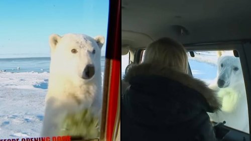 Woman comes face-to-face with starving polar bear in terrifying footage