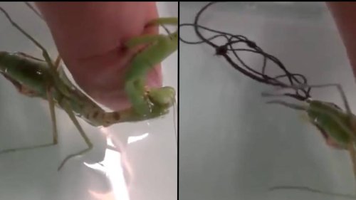 Parasite crawling out of praying mantis is being called ‘The Last Of Us in real life’