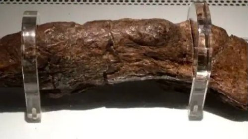 Largest poo ever recorded shows diet of man responsible over a thousand years later