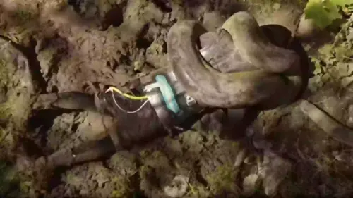 What happened to man who allowed snake to eat him alive while recording the entire thing