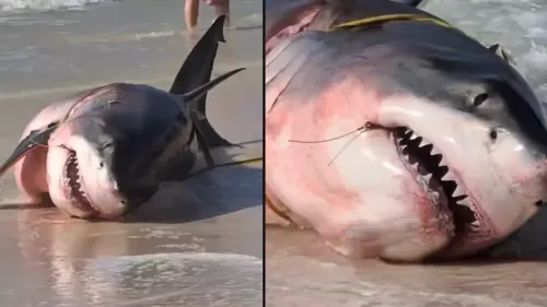 People notice extremely sad detail as huge dead great white shark washes up on beach