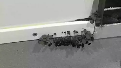 Student worried they 'could be dying' after showing what was growing out of their wall