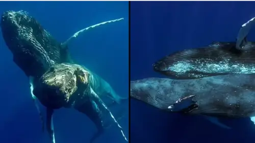 Gay humpback whales pictured having sex in never-before-seen photos