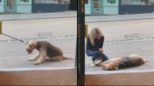 Dog tries to drag owner into pub and refuses to move 'exposing other half's walking route'