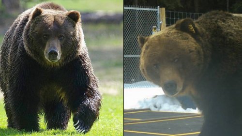 World's toughest bear 'The Boss' survived being hit by train and ...