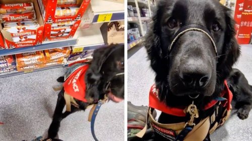 People are praising assistance dog who alerts owner to fainting episode while out shopping
