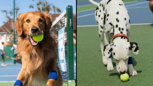 Plan To Replace Wimbledon Ball Boys And Girls With Dogs Failed After They Refused To Give The Balls Back
