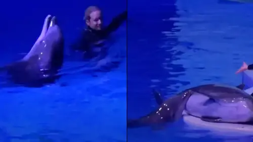 Dolphin held in captivity for 40 years suffers horrific death after plastic thrown into tank