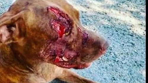 Toulouse : un propriétaire s'acharne à coups de hache sur sa chienne et lui fait vivre l'horreur