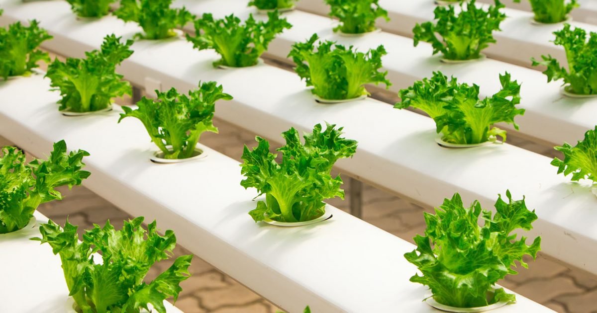 Et si l'on autoproduisait nos légumes ?