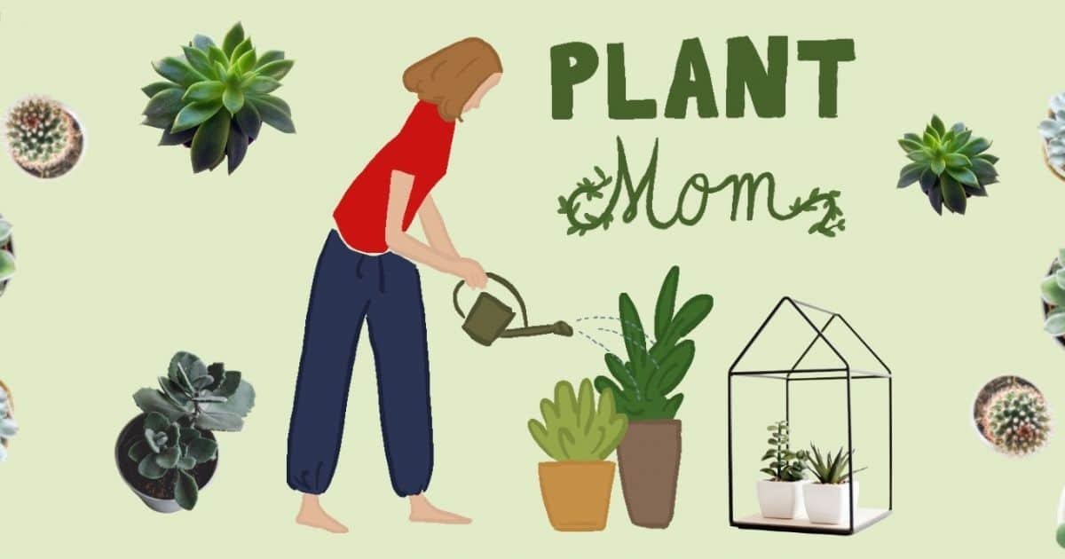 « Plant moms » : elles prennent soin de leurs succulentes comme de leur bébé