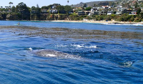 Laguna Art Museum and OneWhale co-host a benefit to protect whales - Laguna Beach Local News
