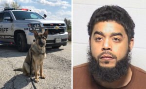 Lake County sheriff’s canine tracks down suspect hiding after allegedly trying to break into Gurnee-area home
