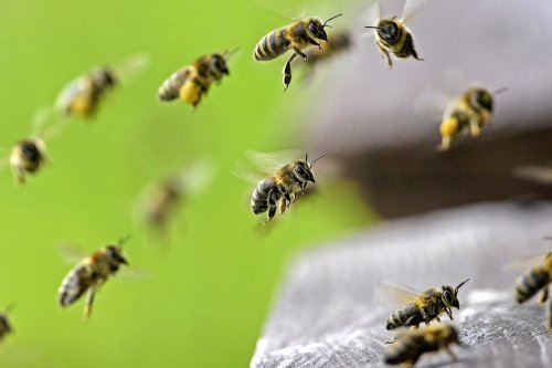 Un cas de miel contaminé inquiète