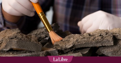 Flandre : des archéologues découvrent les vestiges d'un domaine du Moyen Âge