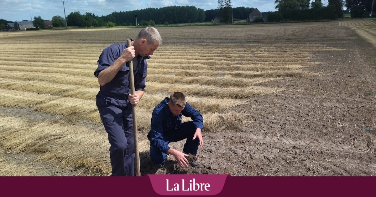 Bio-intrants : du purin d’ortie pour remplacer les pesticides au sein des cultures agricoles