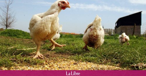 Grippe aviaire : abattage préventif massif de plus d'un million de bêtes en France