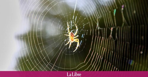 Des araignées livrées par la poste: un commerce mondial sans réel contrôle