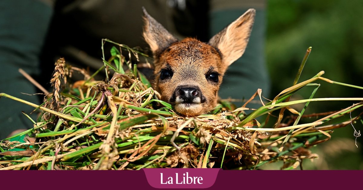 « Sauvons Bambi » : la fauche des foins peut être meurtrière