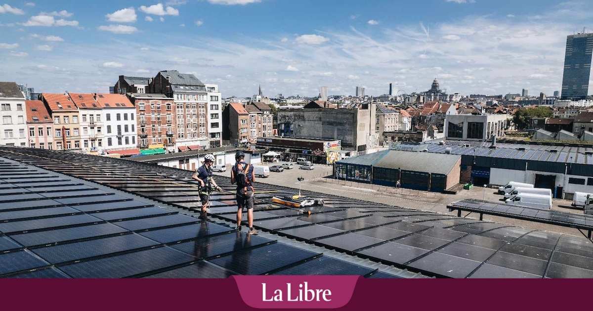 Sur le toit des abattoirs d’Anderlecht, une alliance productive entre plantes et poissons
