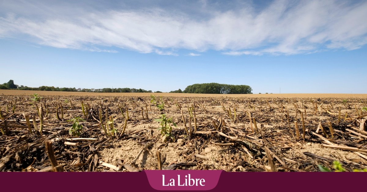 La météo actuelle n’arrange pas tout le monde et pose question: « Ces problèmes pourraient encore s’accroître dans les prochaines semaines »