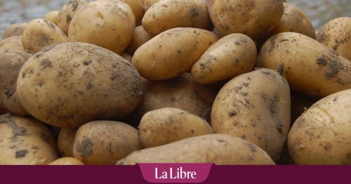 Les autorités américaines s'écharpent pour savoir si la patate est un légume ou un féculent