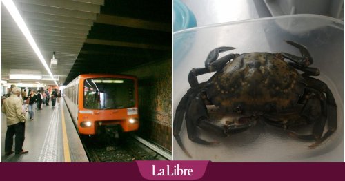 Un "crabe enragé" trouvé dans un métro bruxellois