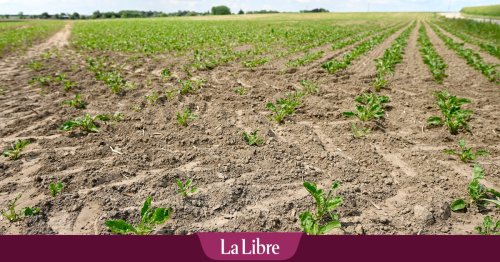 Sécheresse et chaleur vont-elles se poursuivre en Belgique dans les mois et semaines à venir ? "Tous les signaux sont au rouge"