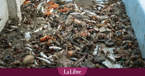 Agressivité, opacité, fraude et corruption: cinq géants de la pêche industrielle ciblés par une enquête