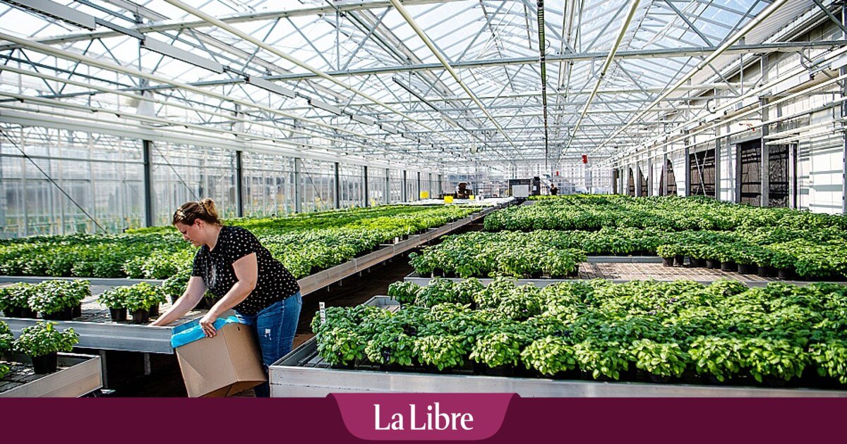Quand les serres, les bacs potagers et les animaux d’élevage s’emparent des villes