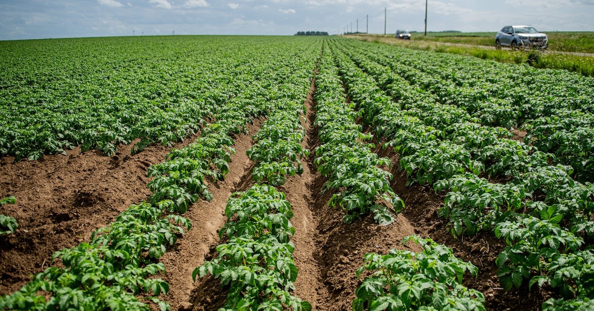 Le prix des terres agricoles devient impayable pour les agriculteurs en Wallonie