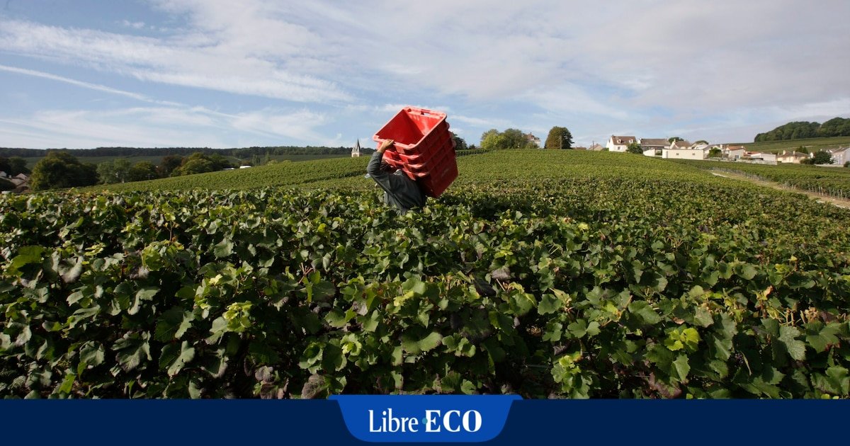 Vendanges en Champagne : un procès pour traite d’être humain s’ouvre ce jeudi