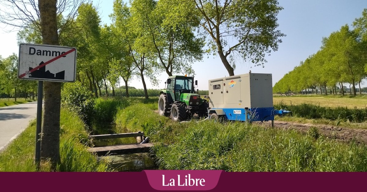 La salinisation envahit les polders en Flandre : « Dans ce cas, l’agriculture deviendrait impossible »
