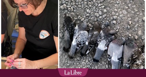 "Un véritable carnage": des pigeons agonisent en pleine rue, que s'est-il passé ?