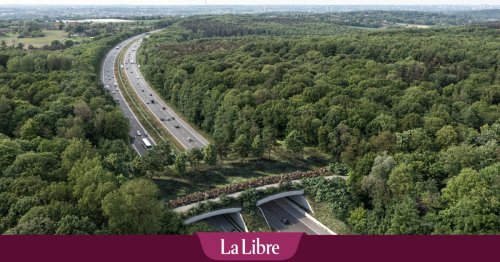"C'est assez catastrophique" : la Région wallonne, trop laxiste avec les écoducs ?