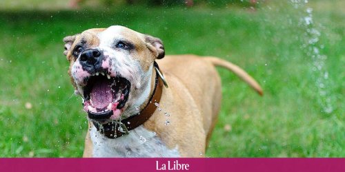Une fillette de 8 ans tuée par son chien : "Interdire ces chiens n’est pas la solution" - Maryam Benayad - La Libre