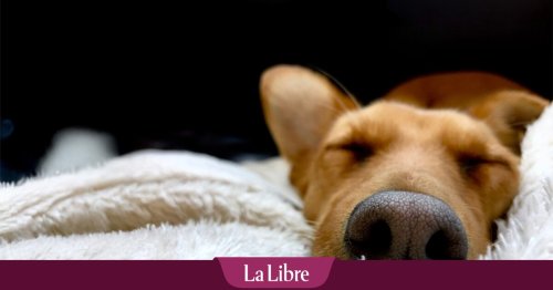 Les animaux rêvent-ils comme nous ? Ce que dit la science