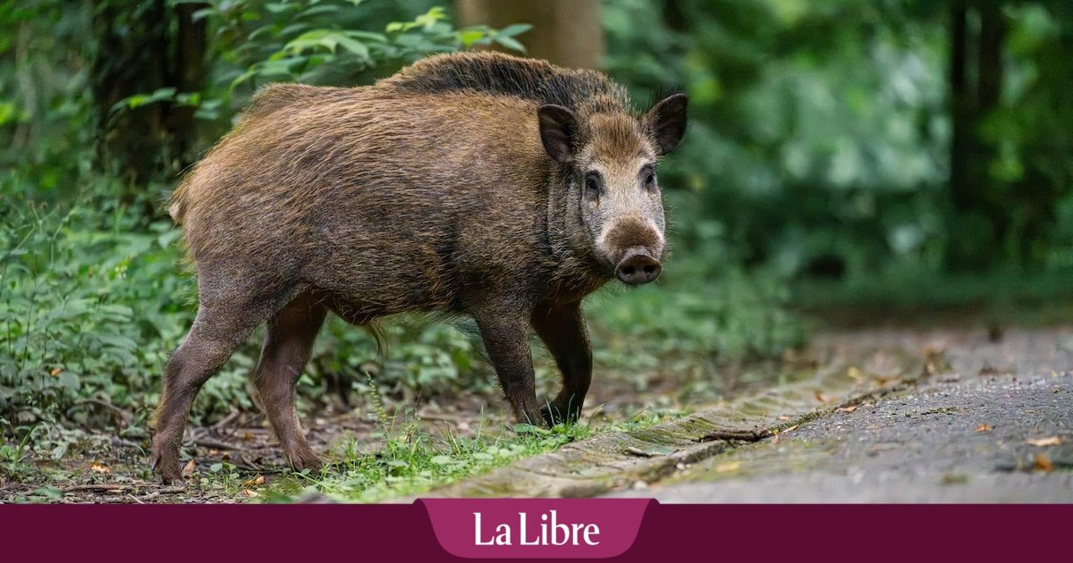 Chine: des chasseurs de sanglier devenus stars des réseaux sociaux