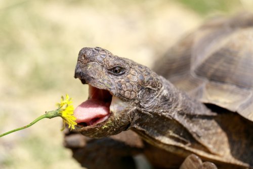 Rattlesnakes are Taking Over CA as Desert Tortoises Near Extinction