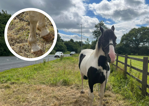 Concerns raised about neglected horse found chained on side of busy A-road