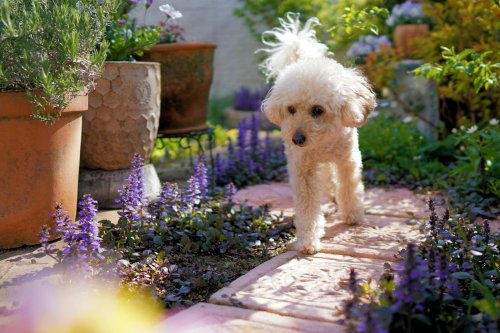 Blackburn experts warn which flowers are poisonous to pets