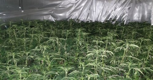 Blackpool cannabis farm worth £500k raided containing 491 plants