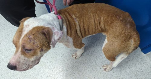 Five cruel dog owners who should never have been allowed to have pets