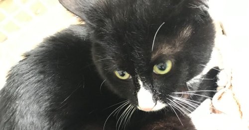Pregnant cat and kitten riddles with fleas dumped in Chorley wheelie bin