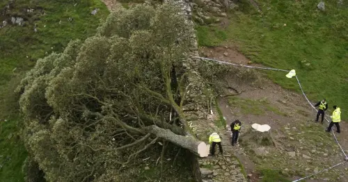 Tree experts on how they valued felled Sycamore Gap