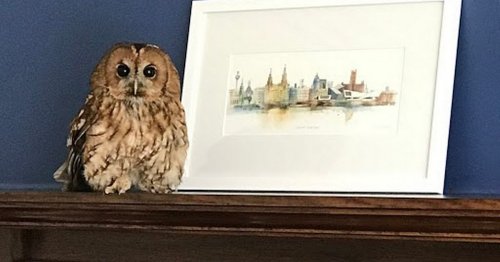 Owl Drops Down Southport Couple s Chimney Two Days In A Row Flipboard