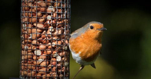Gardeners warned robins and blackbirds can get kidney failure with this one food