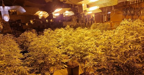 Huge cannabis farm found inside old ambulance station after raid