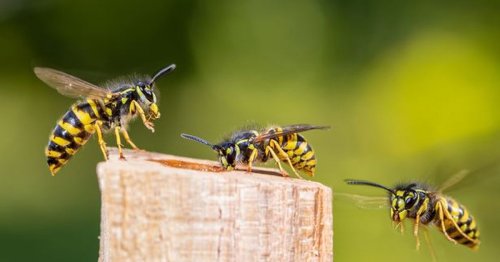 Major wasp invasion set to hit UK after scorching summer weather